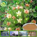 Factory supply organic rhodiola rosea extract